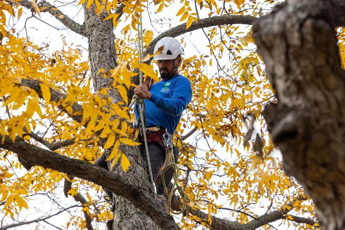 Skilled Storm Damage Cleanup crew working in Mascot